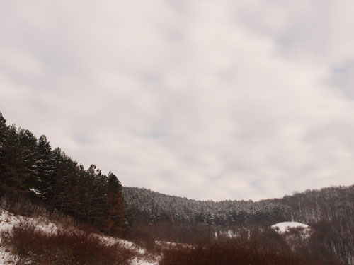 Foto prin poiana Fitigaului (c) Petru Goja